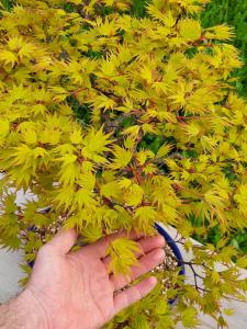 Fächerahorn - Acer katsura